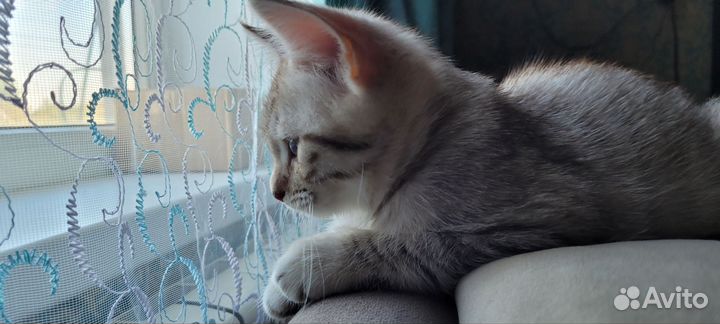 Шотландский кот