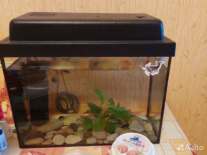 Аквариум с торгом