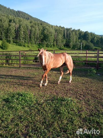 Жеребец орловский рысак