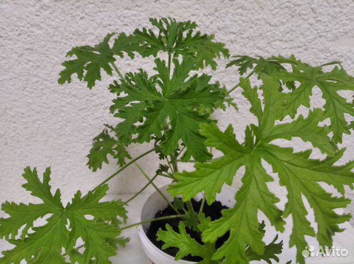 Комнатные растения Лимонник