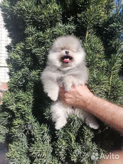 Померанский шпиц мини мальчик