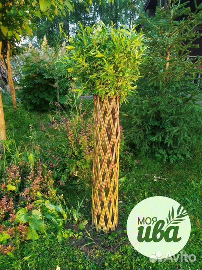 Живые плетеные деревья