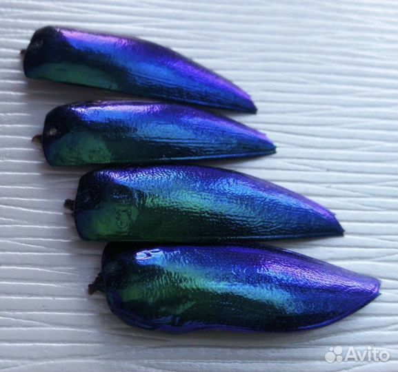 Крылья жука златки