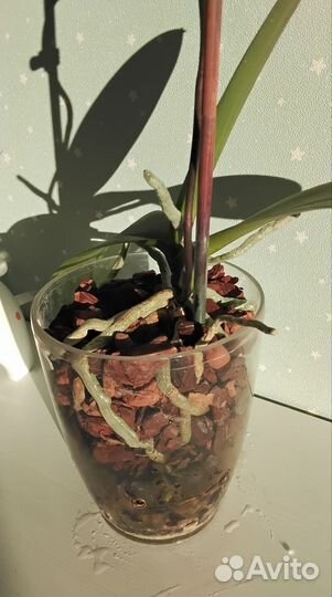 Орхидея фаленопсис Шампань