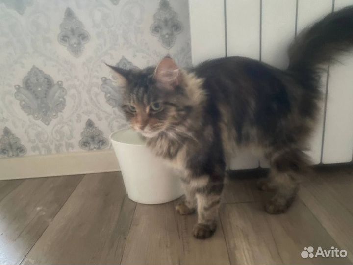 Кошки Мэйн кун