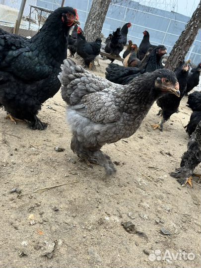 Порода кур кохинхины