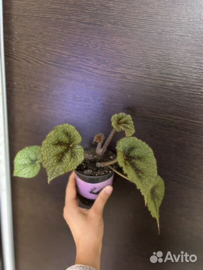 Бегония королевская, мэсона, пятнистая