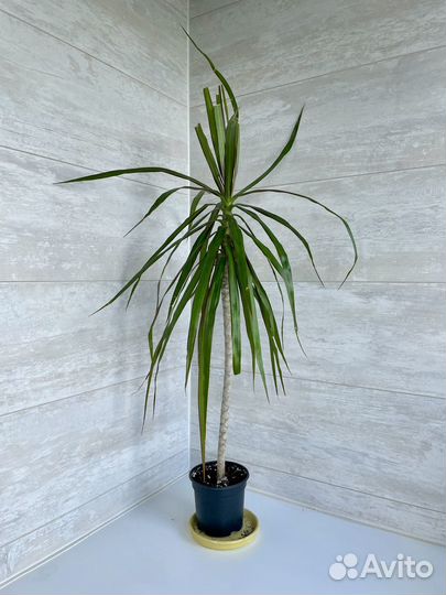 Драцена, пальма