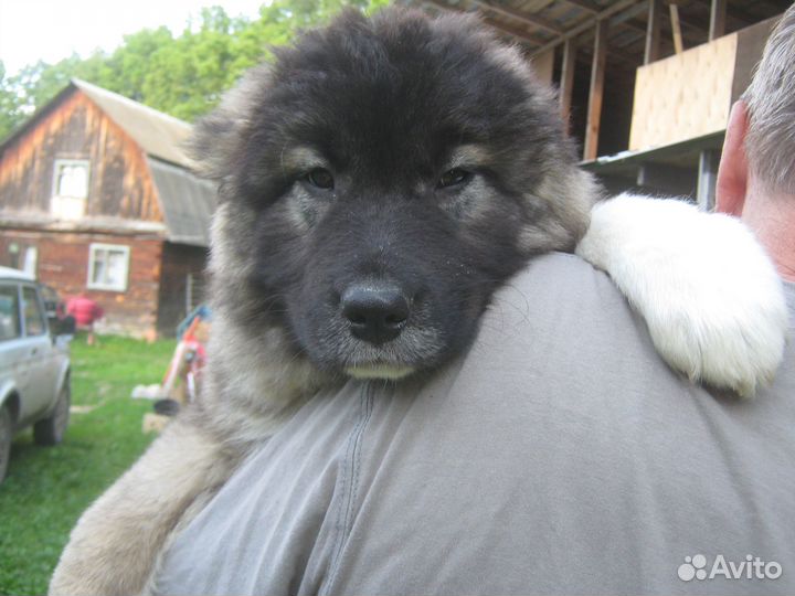 Продажа щенков