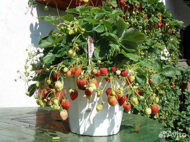 Ремонтантная земляника Гирлянда