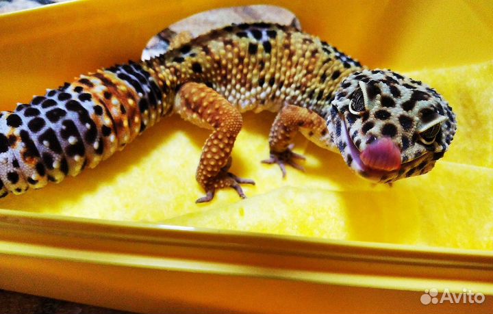 Эублефар геккон ящерица