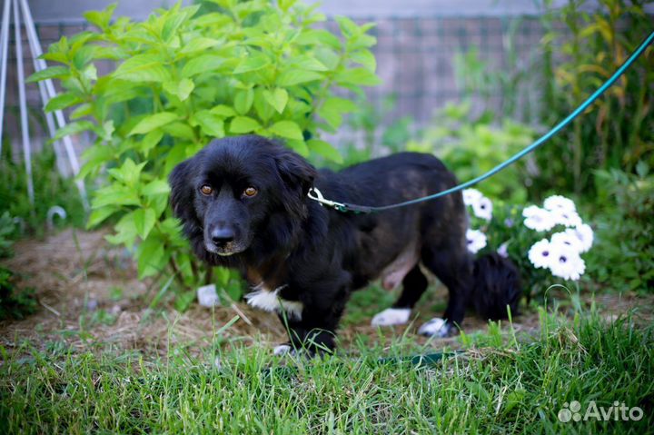 Умильнейший коротколап с задумчивым взором