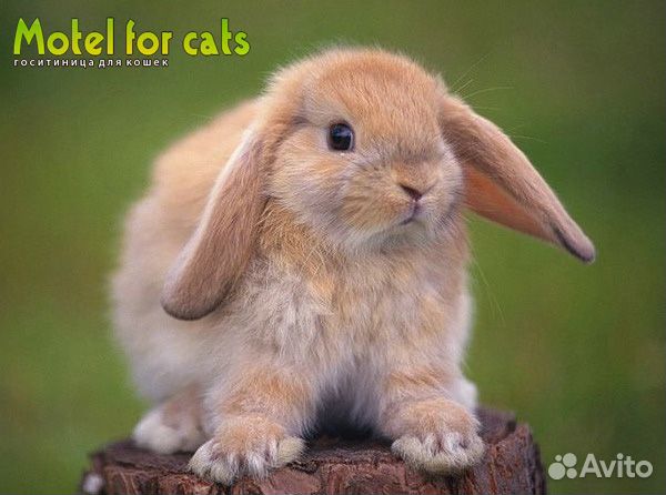 Передержка, гостиница для животных