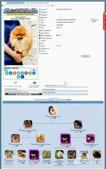 Померанский шпиц вязка