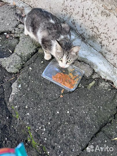 Кошка с котенком