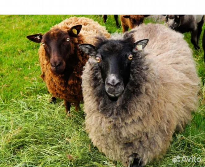 Овцы бараны