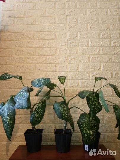 Диффенбахия