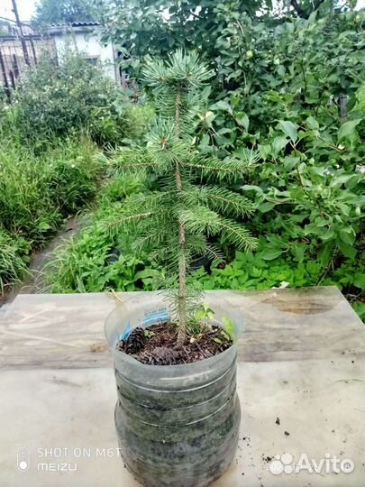 Ель Энгельмана (лат. Picea engelmannii)