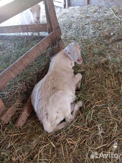 Козел ламанча