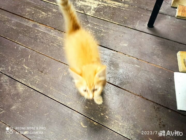 Кошечка в добрые руки