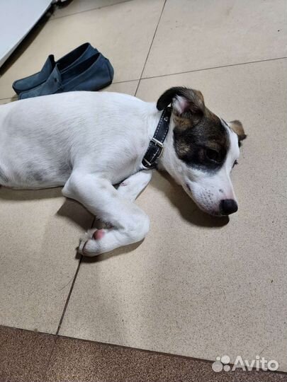 Отдам щенка в добрые руки