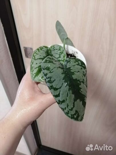 Сциндапсус пиктус треби