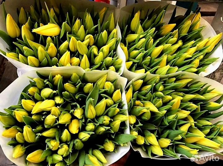 Тюльпаны мелкий, крупный опт от 500 шт