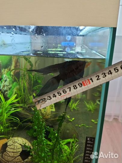 Скалярия и пара гурами жемчужных