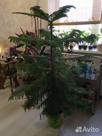 Араукария местная, хвойное домашнее большое 160см