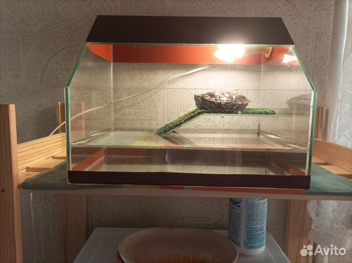 Красноухая черепаха с аквариумом