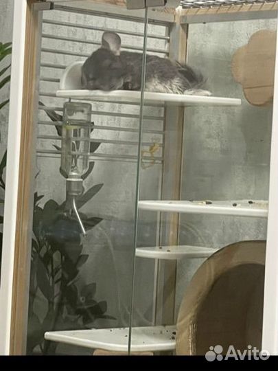 Шиншилла с клеткой