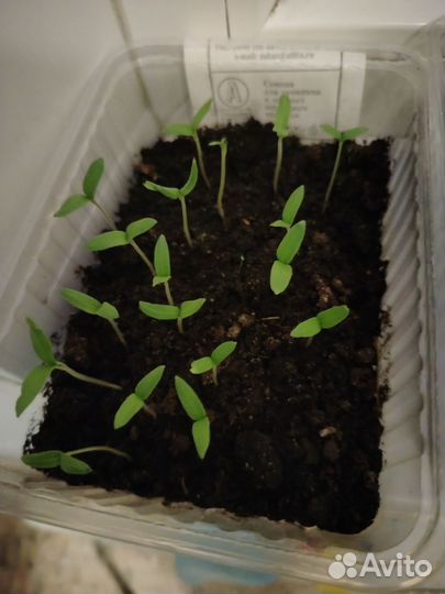 Рассада томатов перца