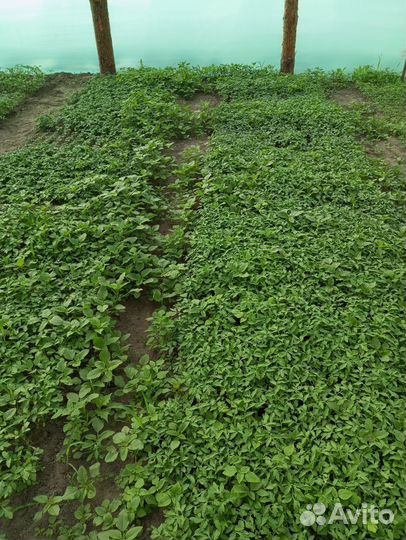 Рассада помидор, для теплиц и открытого грунта