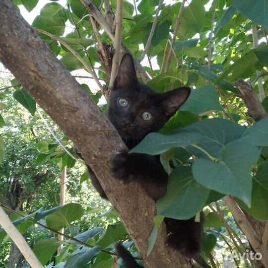 Уголёк девочка 2 месяца