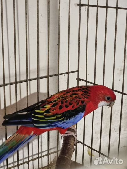 Попугай розелла