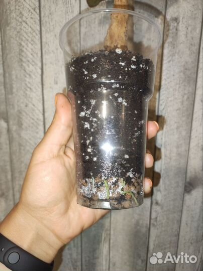 Кодиеум кротон