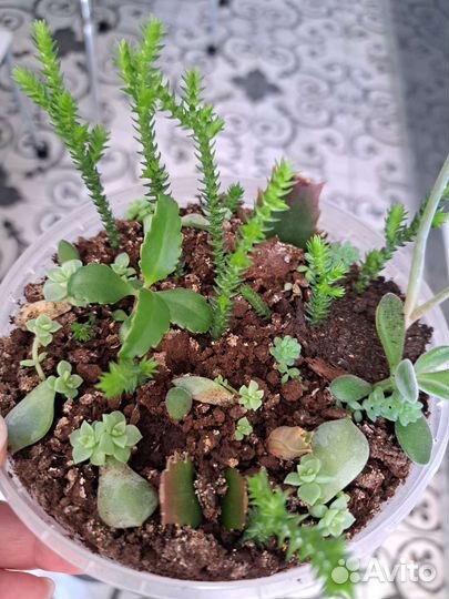 Кактусы и суккуленты