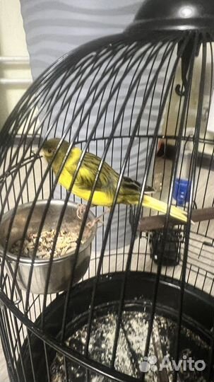 Канарейки овсяночного напева