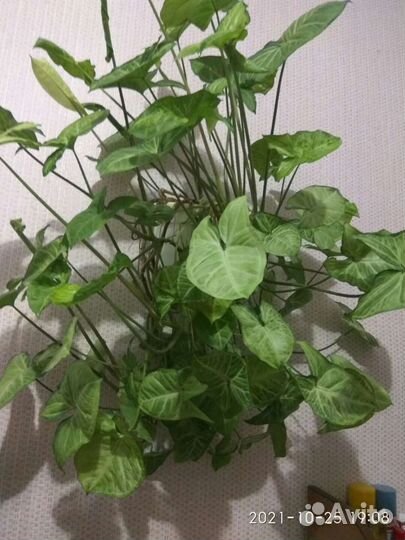 Цветы комнатные зомиакулькас,фикус,примулы