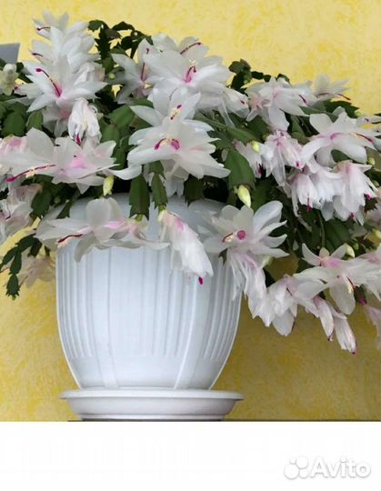 Декабрист шлюмбергера разные цвета