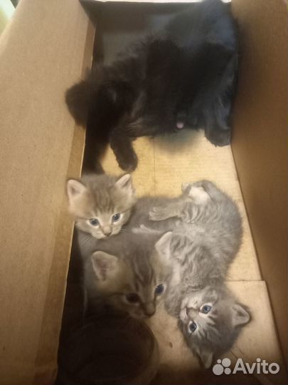 Котята
