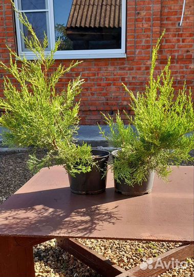 Можжевельник