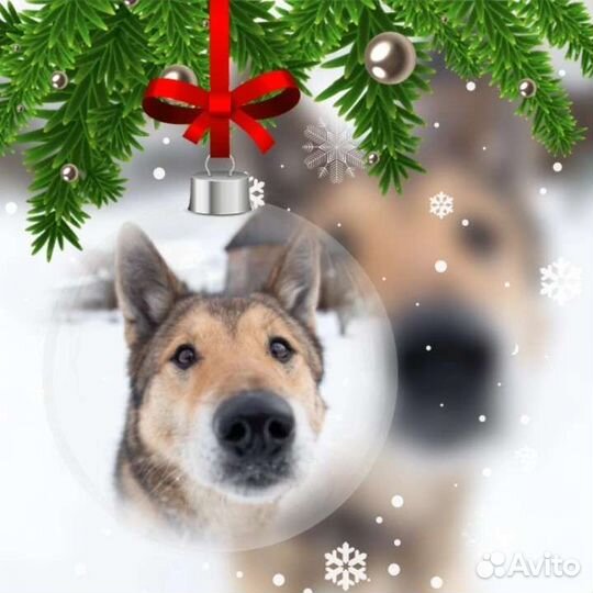 Собака из приюта в добрые руки