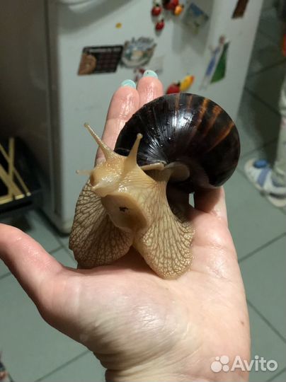 Малыши улитки Ахатин