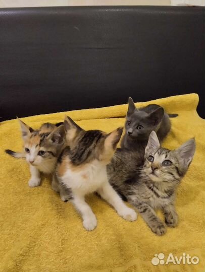 Котята в добрые руки