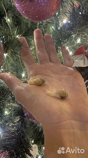 Улитки ахатины самые красивые