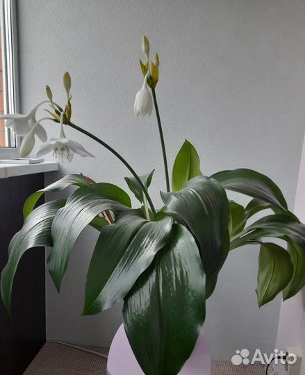Эухарис амазонская лилия