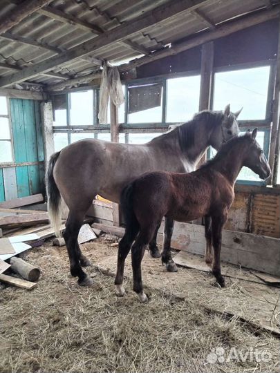 Лошадь кобыла