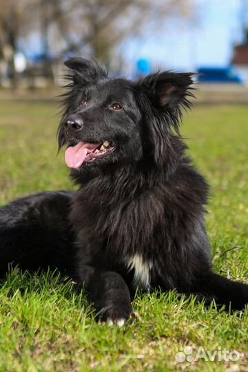Шикарный черный пес Пушкин ждет семью