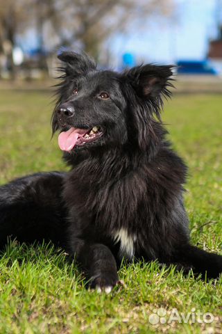 Шикарный черный пес Пушкин ждет семью